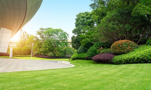 Cost of Commercial Shrub Trimming in Sacramento