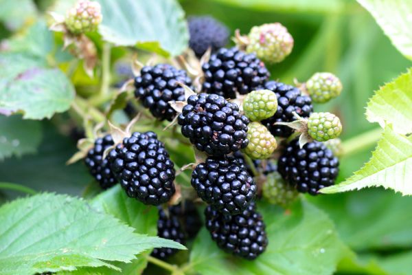 Cost of Blackberry Bush Removal in Sacramento