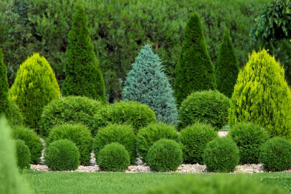 Cost of Bush Shaping Service in Sacramento