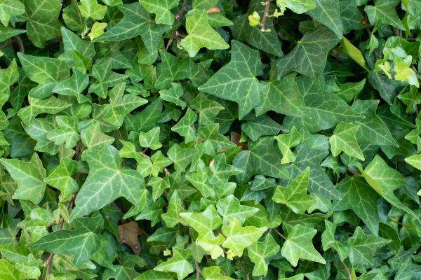 Cost of English Ivy Removal in Sacramento