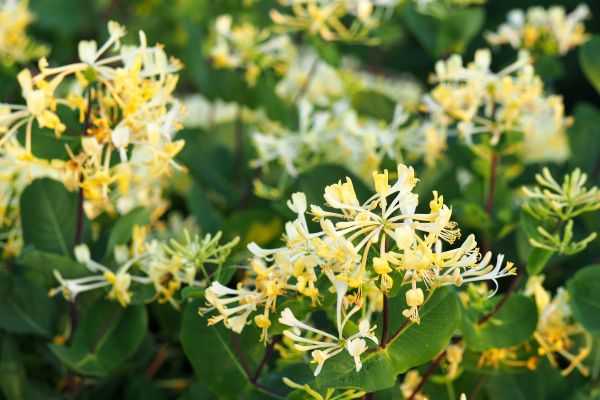 Cost of Honeysuckle Removal in Sacramento