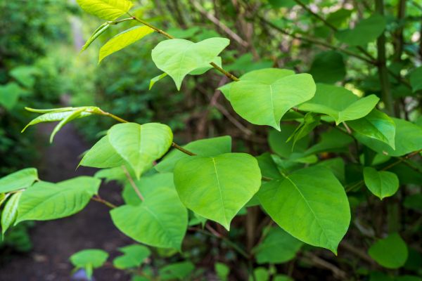 Cost of Invasive Plant Removal in Sacramento