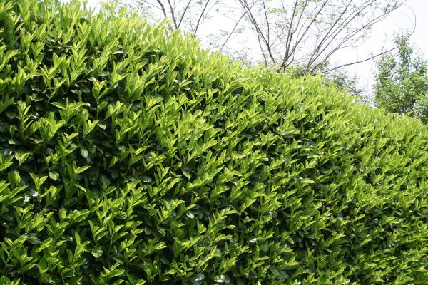 Cost of Laurel Removal in Sacramento