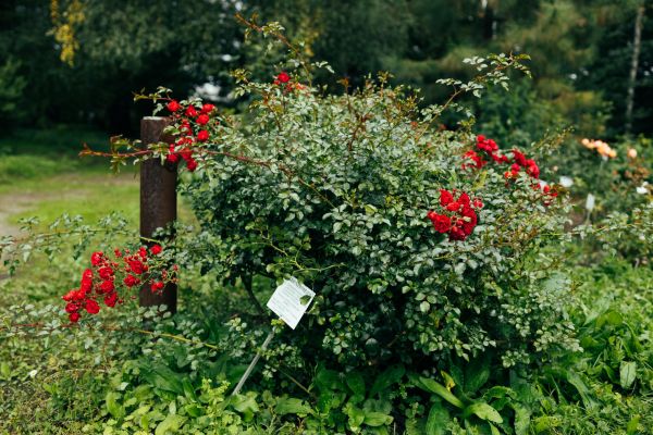 Cost of Rose Bush Removal in Sacramento