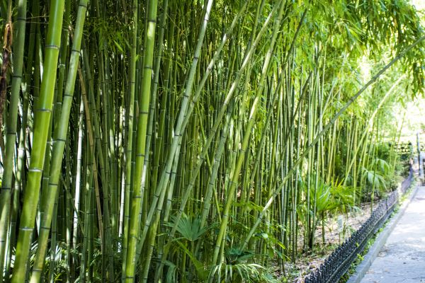 Cost of Bamboo Root Removal in Sacramento