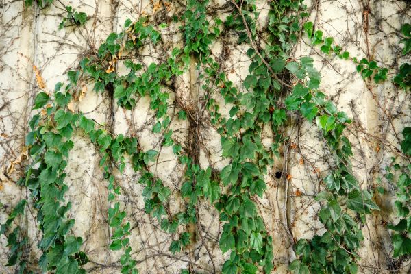 Cost of Vine Removal Service in Sacramento