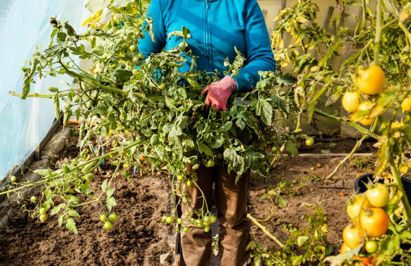 Cost of Garden Plant Removal in Sacramento