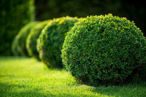 Cost of Bush Pruning in Sacramento
