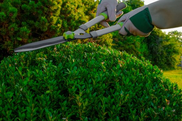 Cost of Topiary Shearing in Sacramento