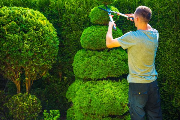 Cost of Topiary Shaping in Sacramento