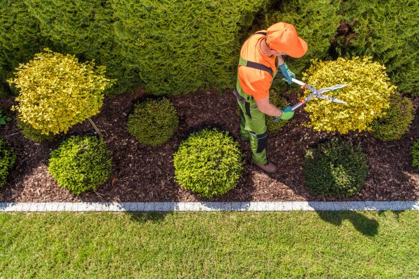 Cost of Topiary Trimming in Sacramento