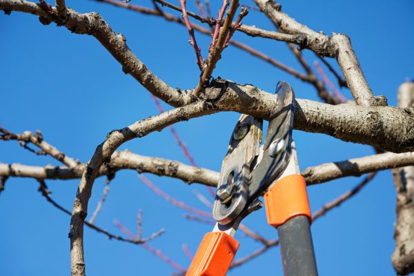 Cost of Selective Pruning in Sacramento
