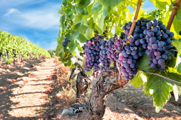 Cost of Grapevine Pruning in Sacramento