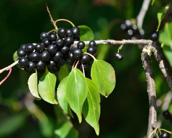 Cost of Buckthorn Removal in Sacramento