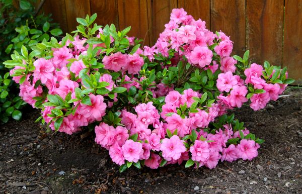 Cost of Azaleas Removal in Sacramento