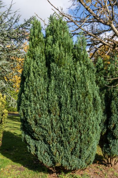 Cost of Juniper Trimming in Sacramento