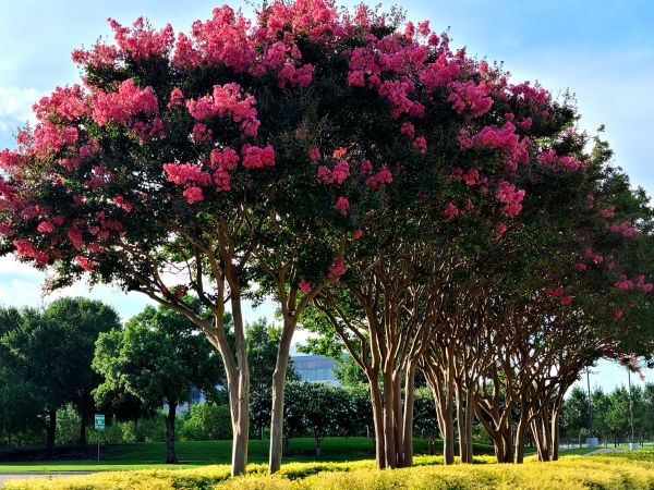 Cost of Crepe Myrtle Pruning in Sacramento