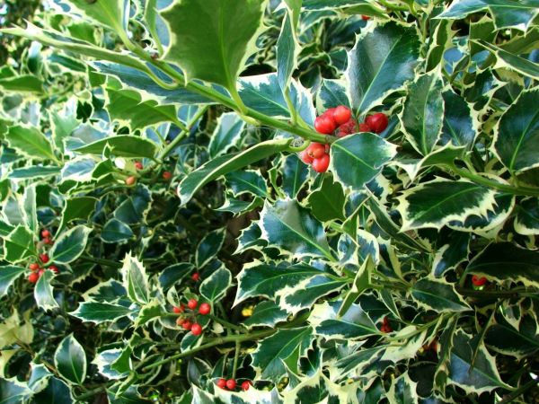 Cost of Holly Bushes Trimming in Sacramento