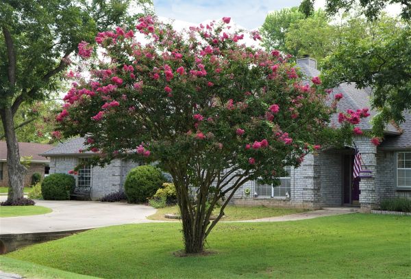 Cost of Crepe Myrtle Trimming in Sacramento