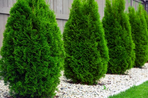 Cost of Arborvitae Removal in Sacramento