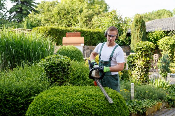 Cost of Shrubs Trimming in Sacramento