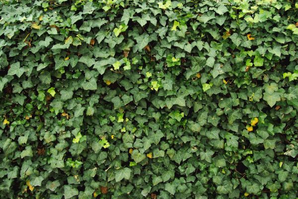 Cost of Ivy Pruning service in Sacramento