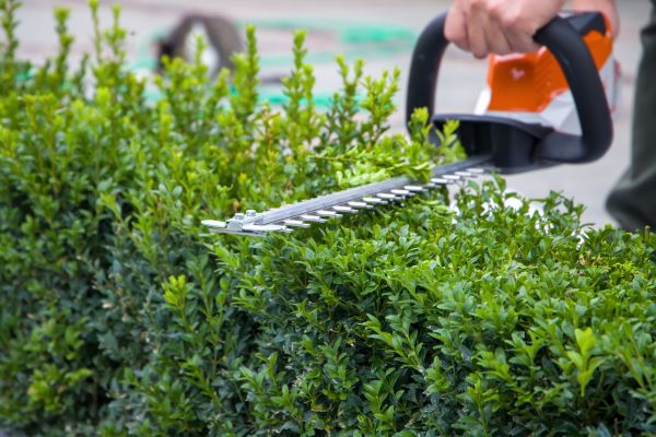 Cost of Evergreen Hedge Trimming in Sacramento