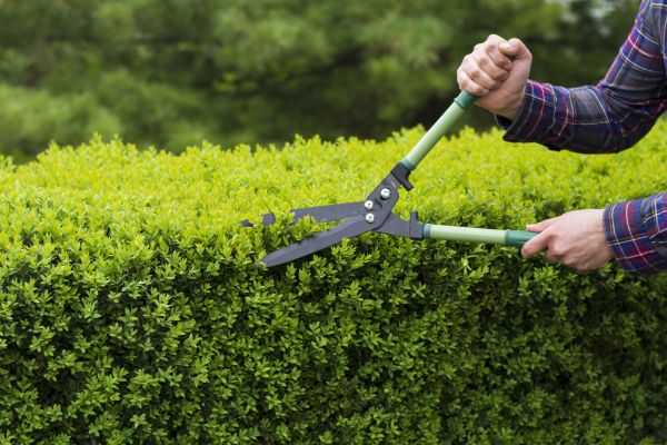 Cost of Evergreen Shrub Pruning in Sacramento