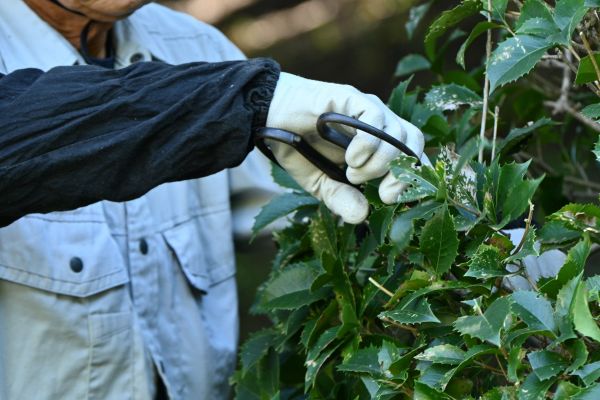 Cost of Holly Pruning in Sacramento