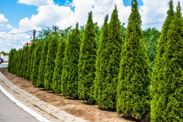 Cost of Arborvitae Shearing in Sacramento