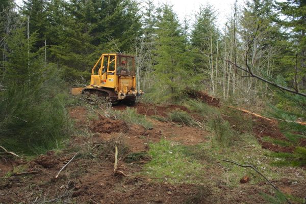 Cost of Shrubbery Clearing in Sacramento