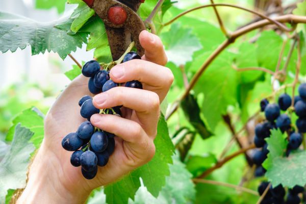 Cost of Vineyard Pruning in Sacramento