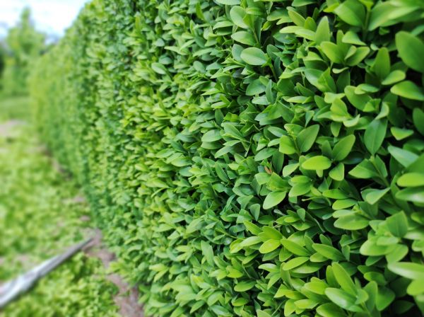 Cost of Boxwood Pruning in Sacramento