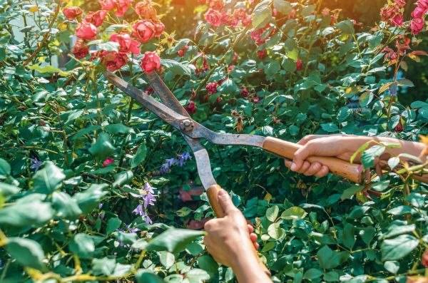 Cost of Knockout Roses Pruning in Sacramento