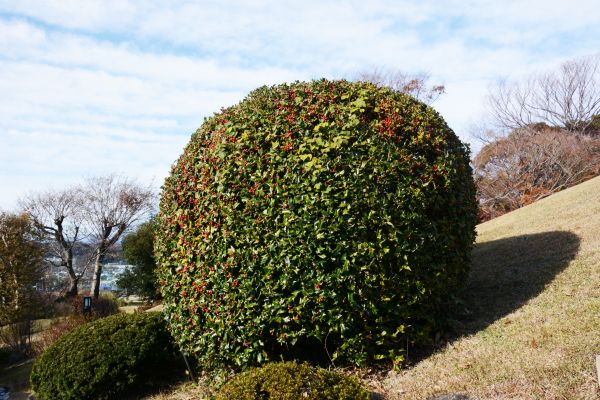 Cost of Holly Shrub Pruning in Sacramento