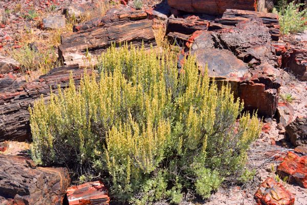 Cost of Sagebrush Removal in Sacramento