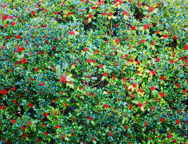 Cost of Holly Bush Removal in Sacramento