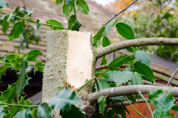Cost of Holly Tree Removal in Sacramento