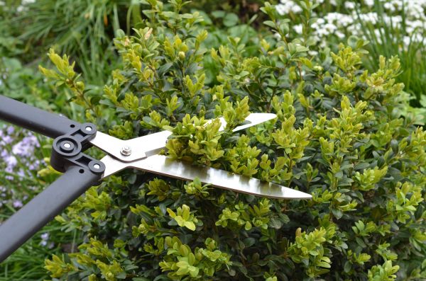 Cost of Boxwood Trimming in Sacramento