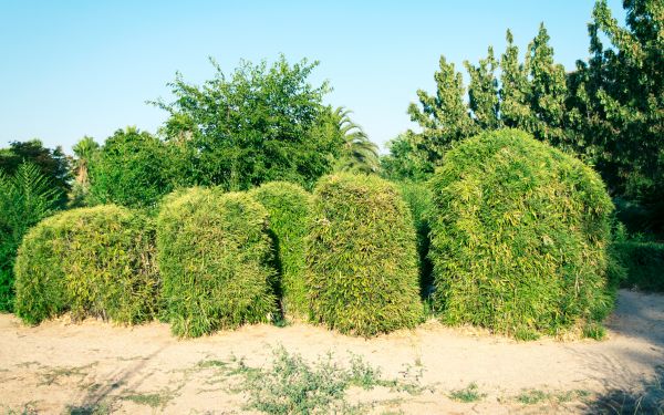 Cost of Bamboo Hedge Removal in Sacramento