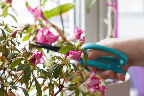 Cost of Azalea Pruning in Sacramento