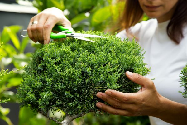 Cost of Juniper Shrub Pruning in Sacramento