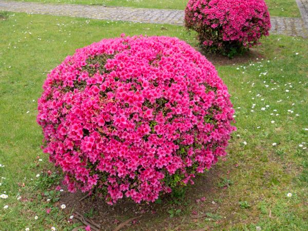 Cost of Rhododendron Pruning in Sacramento