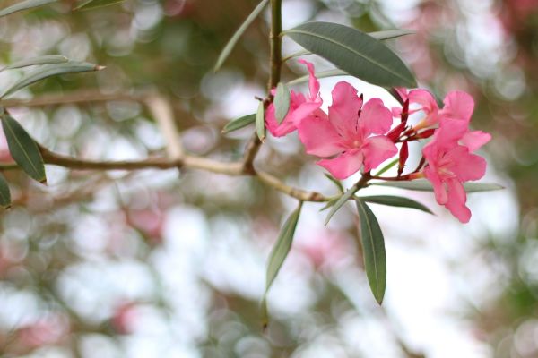 Cost of Oleander Removal in Sacramento