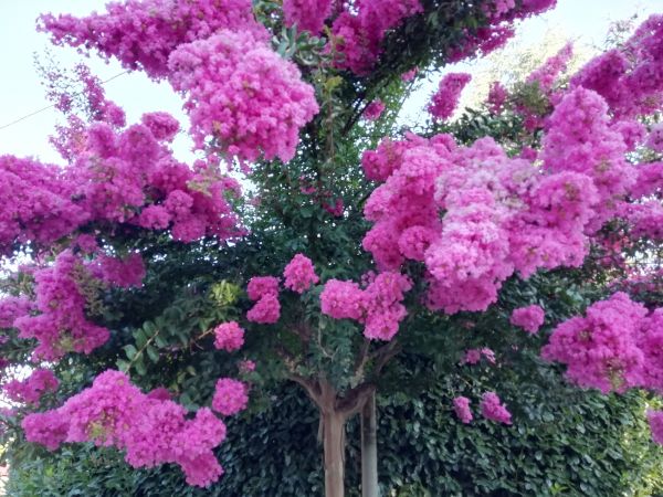 Cost of Crape Myrtle Pruning in Sacramento