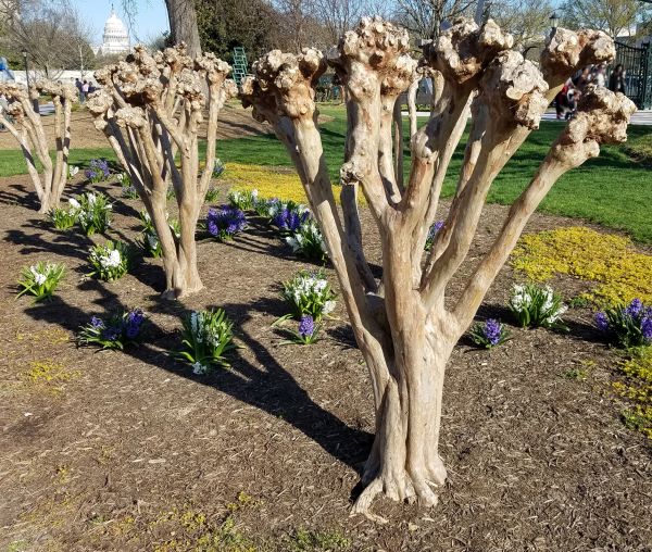 Cost of Myrtle Tree Removal in Sacramento