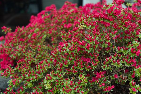 Cost of Weigela Removal Service in Sacramento