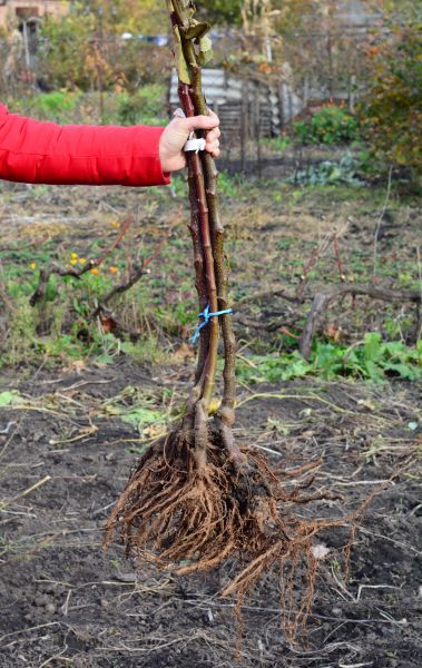 Cost of Shrub Root Removal in Sacramento
