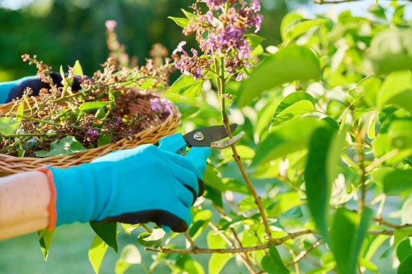Cost of Lilac Trimming Service in Sacramento