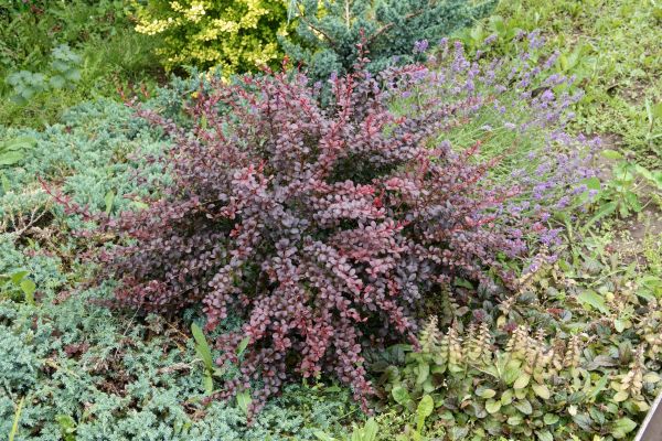 Cost of Japanese Barberry Removal in Sacramento